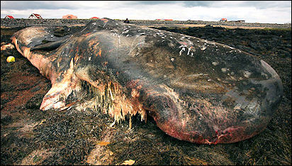 20120521-beached whale Smelly_whale.jpg